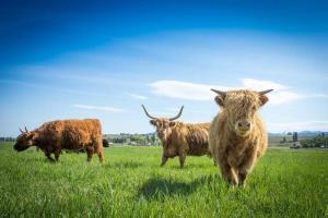 Livestock - Scottish Highlands