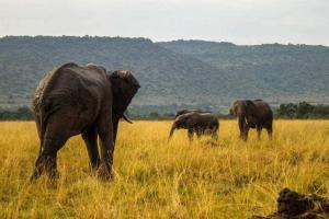 Elephants in Maasai Mara Kenya