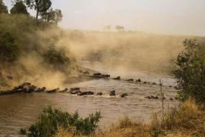 Wildebeest crossing the Mara river