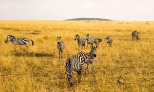 Zebra herd on the Mara - photo by Simon McNorton