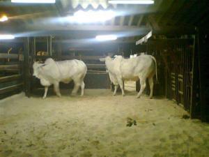 Delmar Brazil - Livestock-02_800px