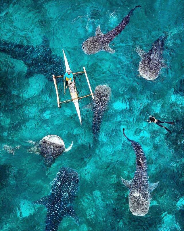 Whale Sharks Oslob