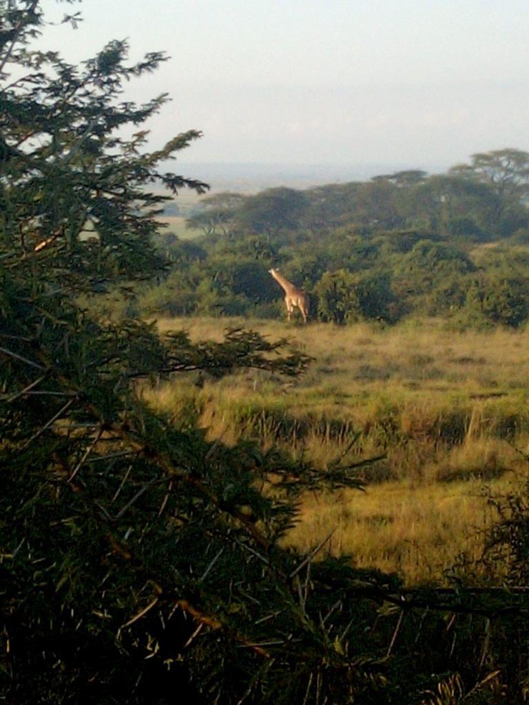 A giraffe visiting me outside my home office