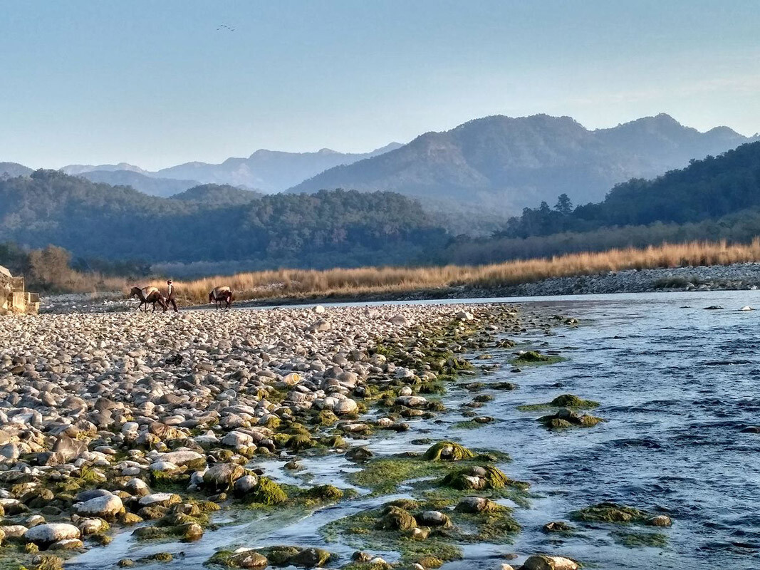 Corbett National Park